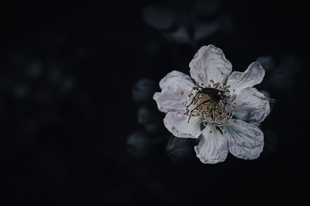 Blüte mit Besucher