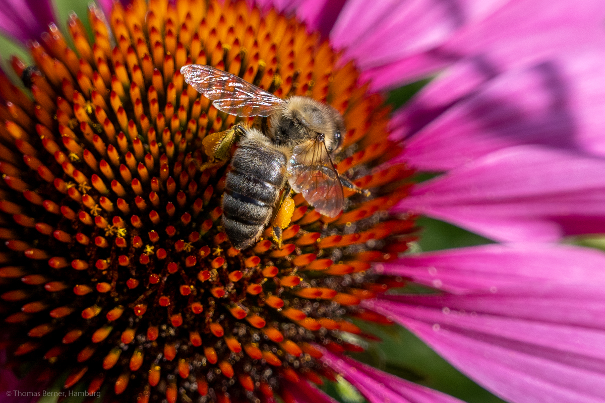 Blüte mit Krabbeltier.jpg