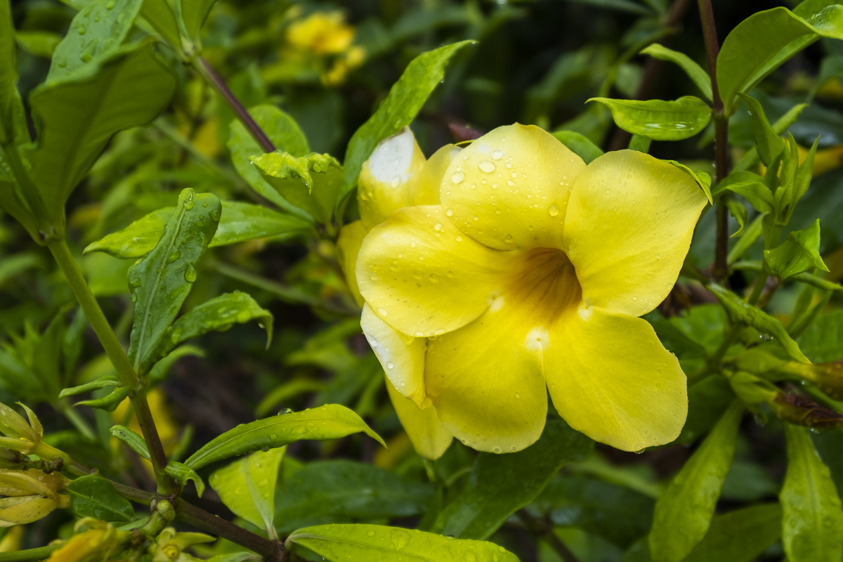 Blüte Moorea.jpg
