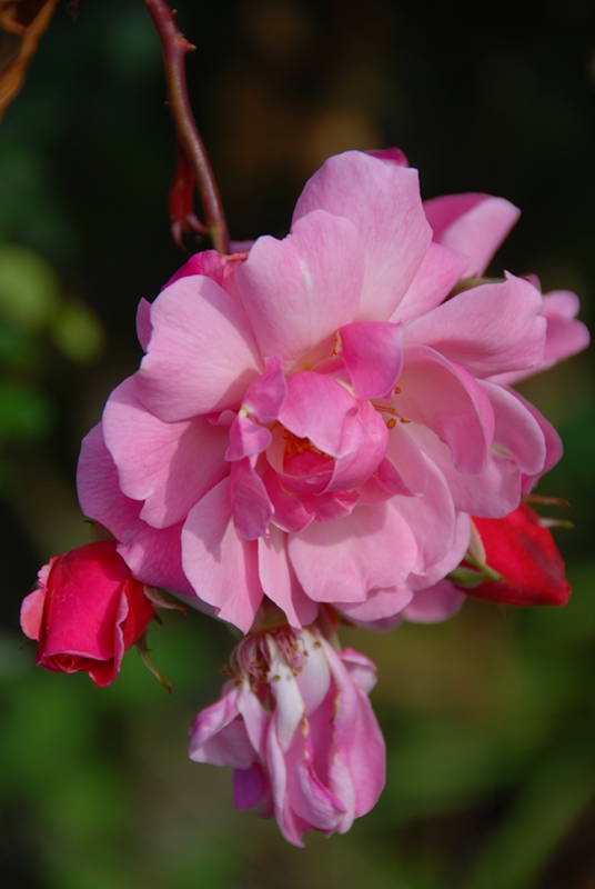 blüte-n