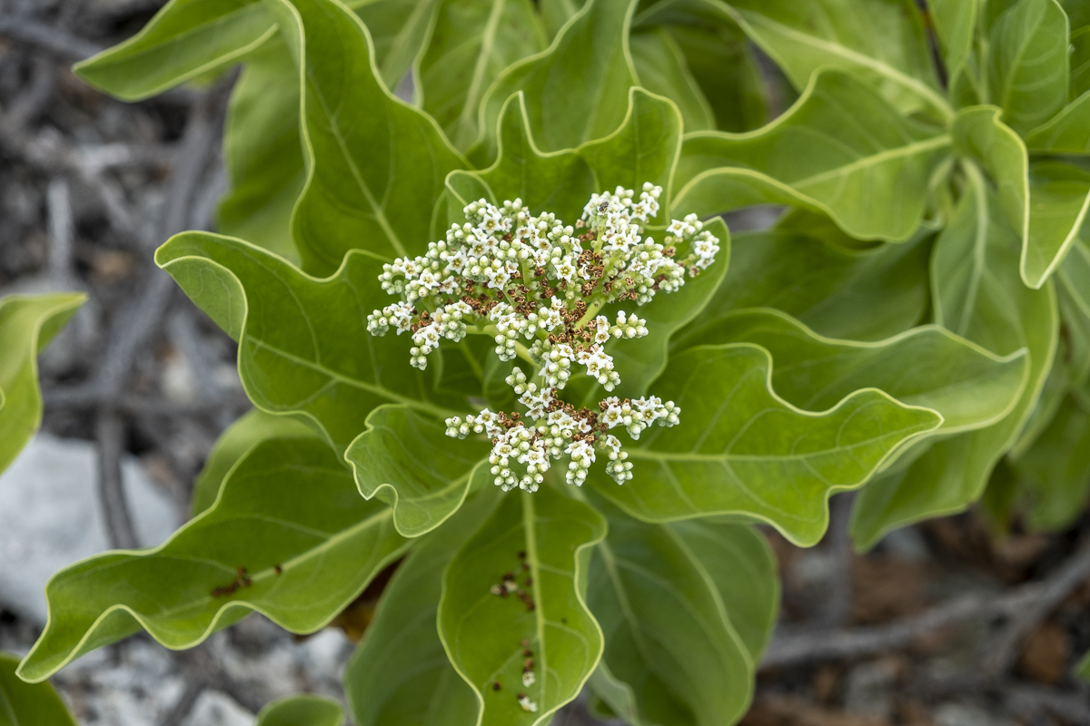 Blüte Rangiroa.jpg