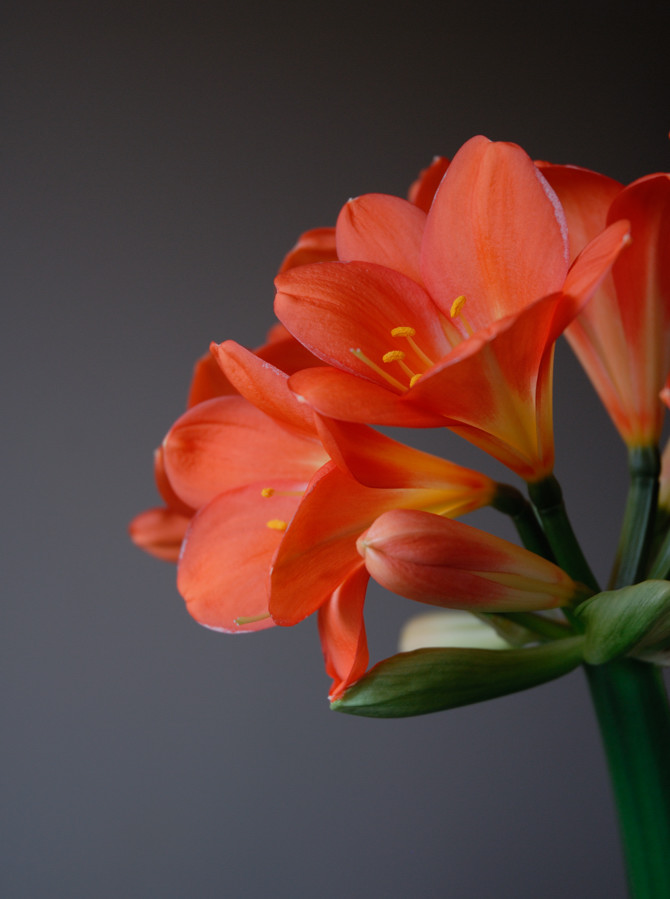 Blüte seitlich rechts F