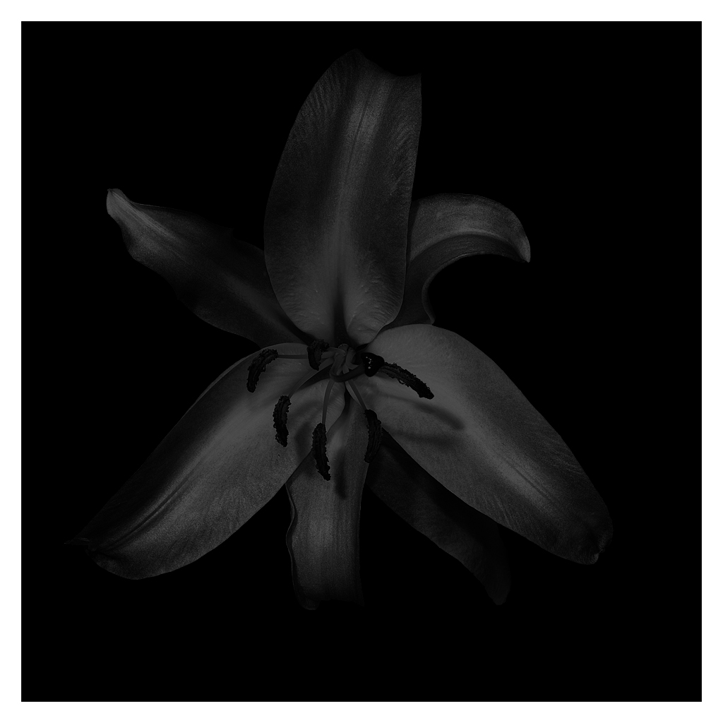 blüte sw