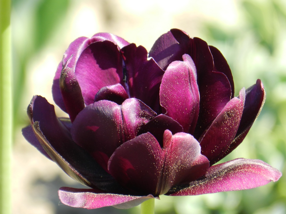 Blüte und Blütenstaub