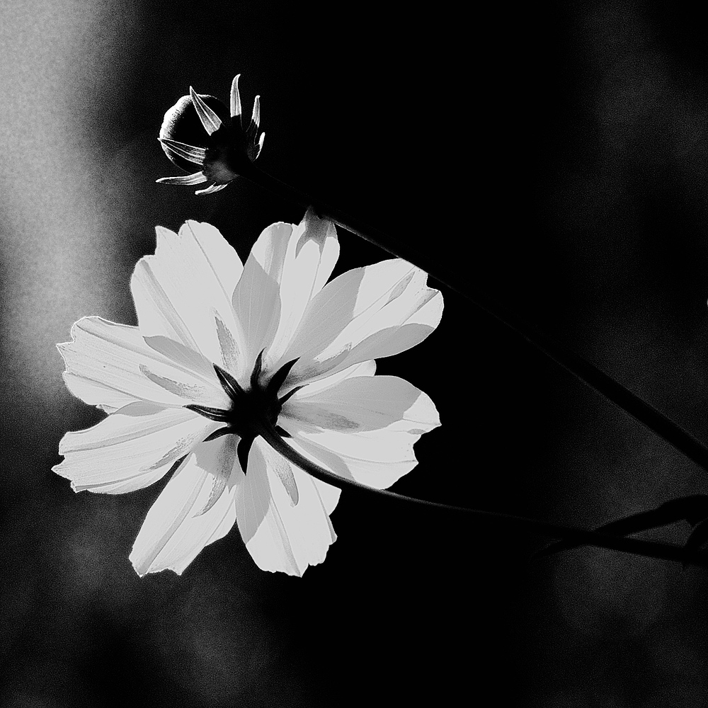 blüte und knospe SW