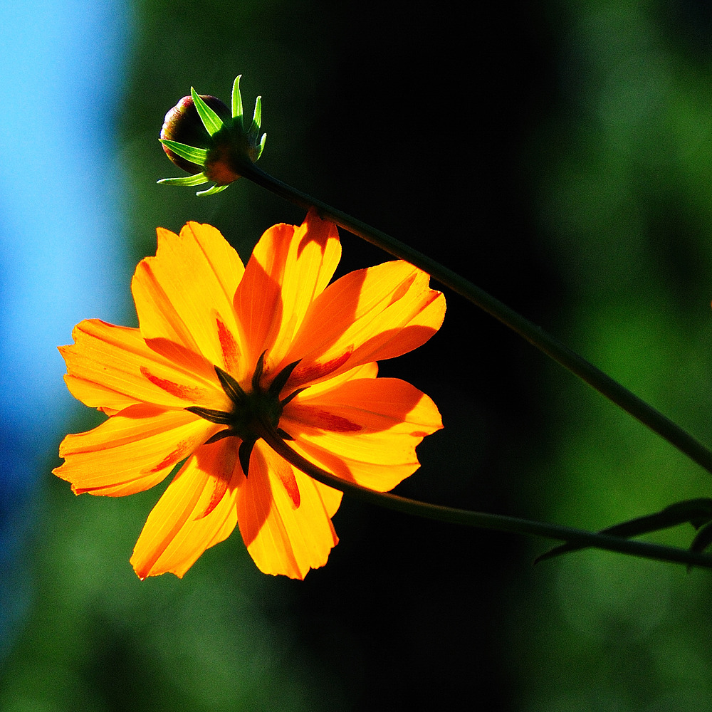 blüte und knospe