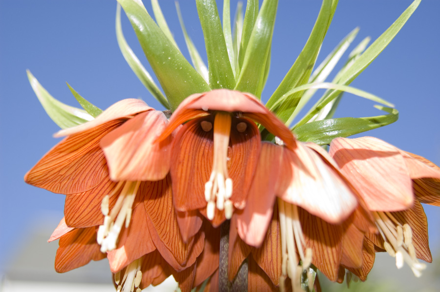 Blüte