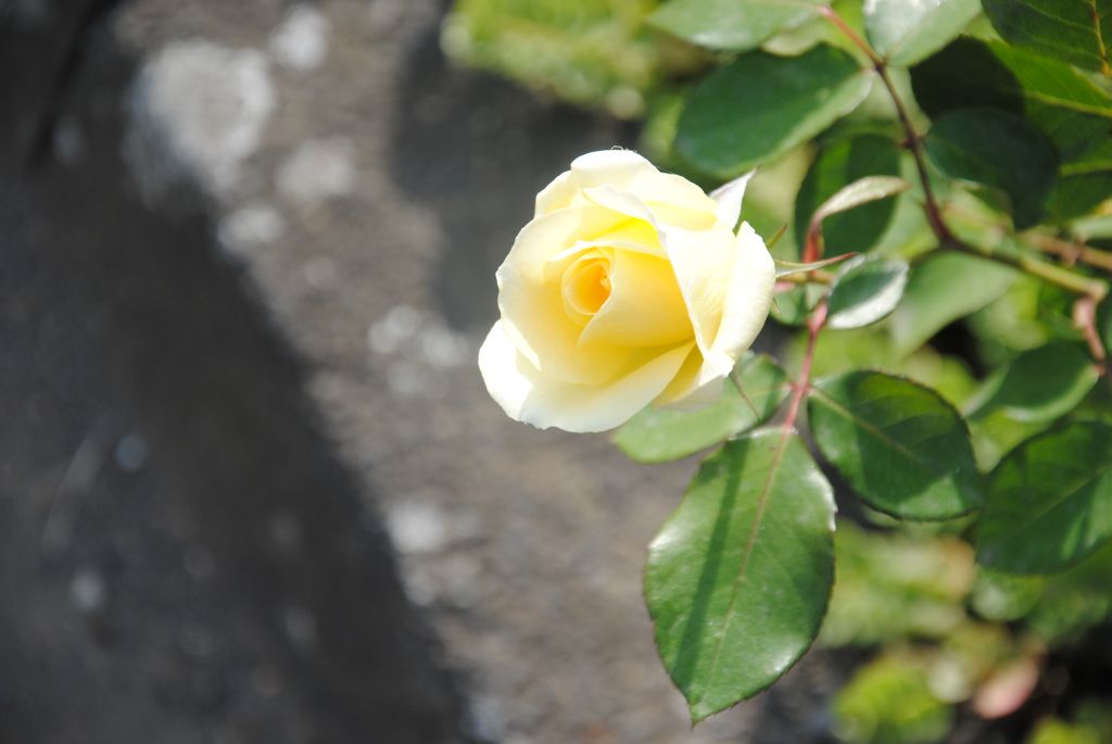 Blüte