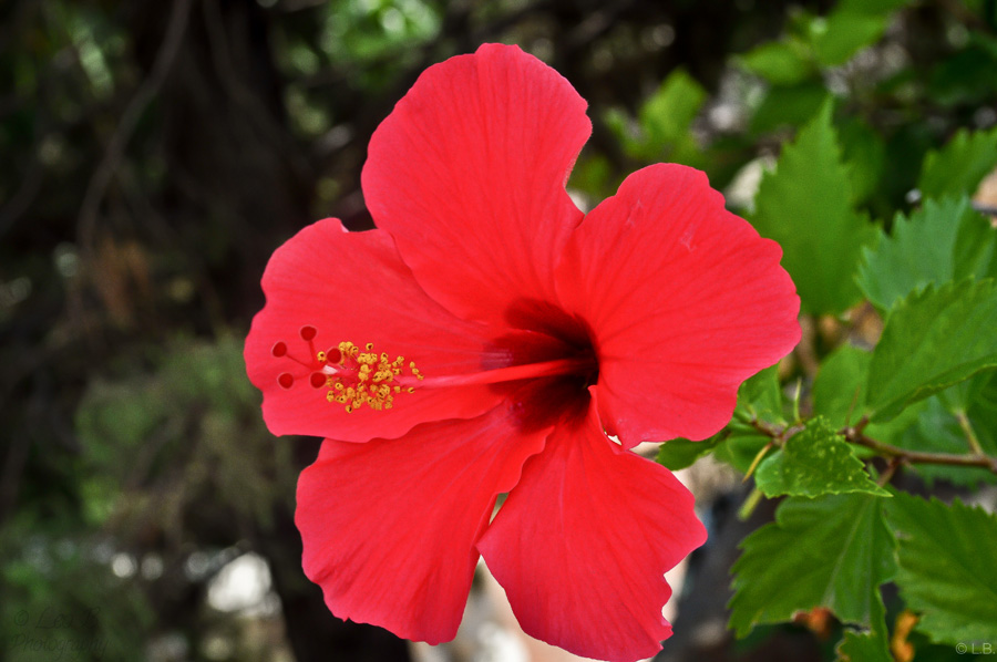 Blüte