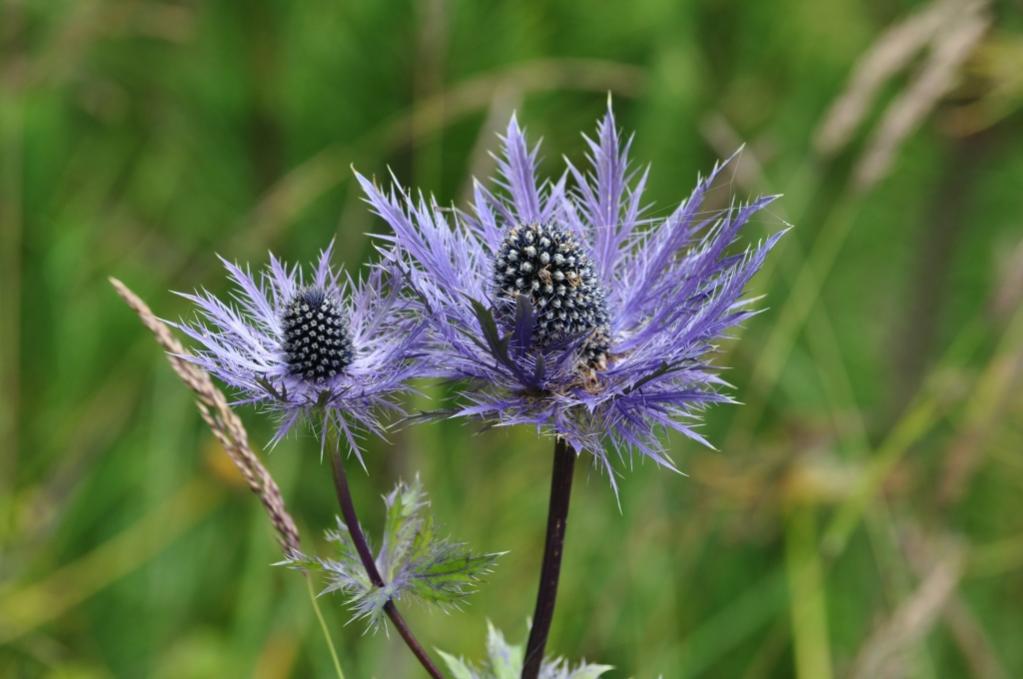 Blüte