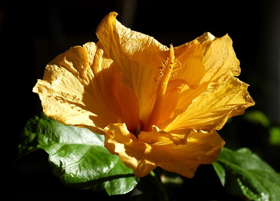 Blüte