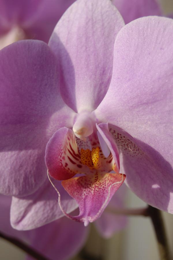 Blüte