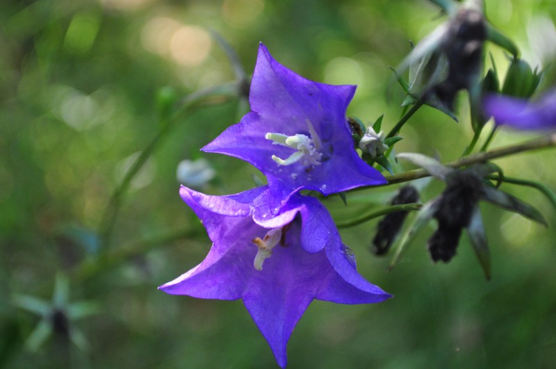 Blüte