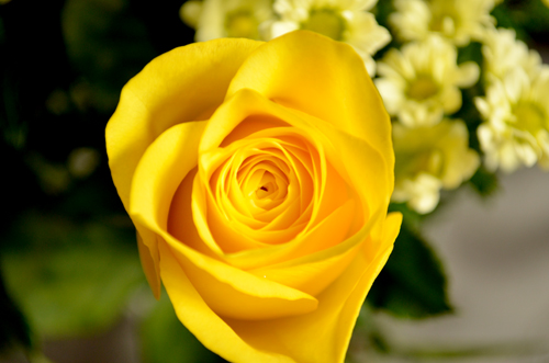 Blüte