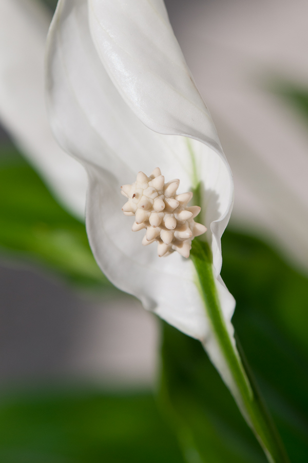 Blüte