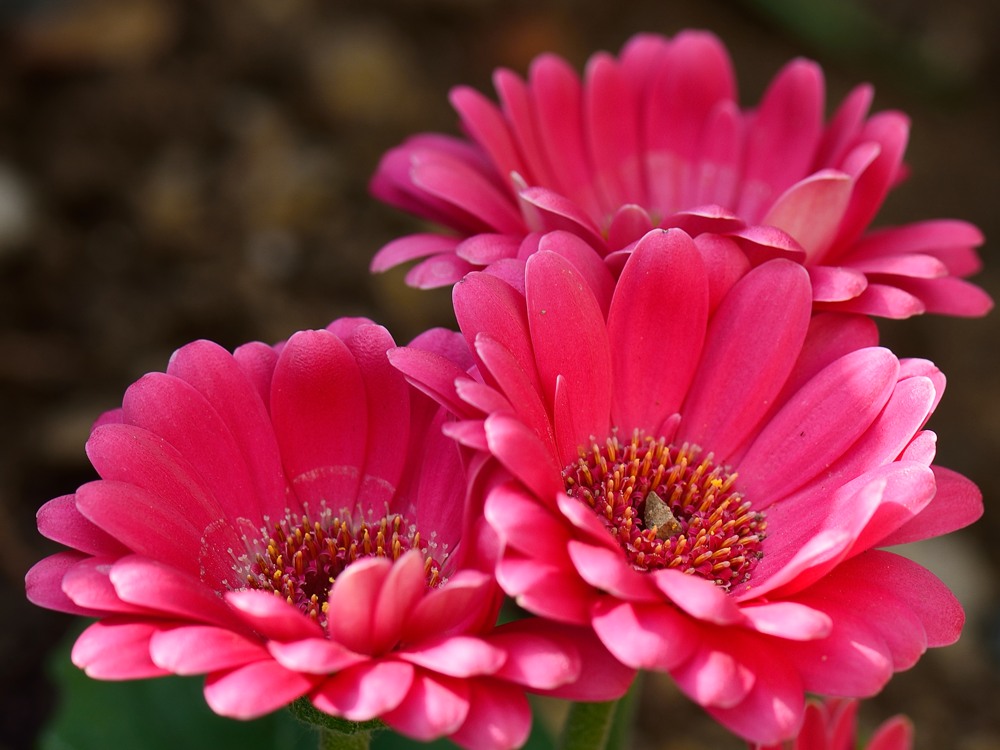 Blüte