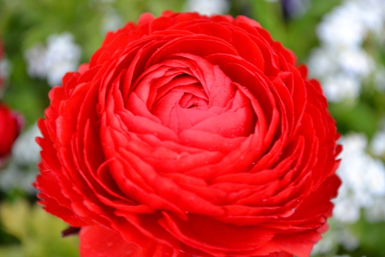 Blüte