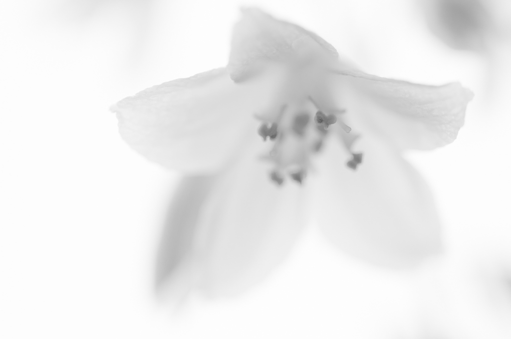 Blüte