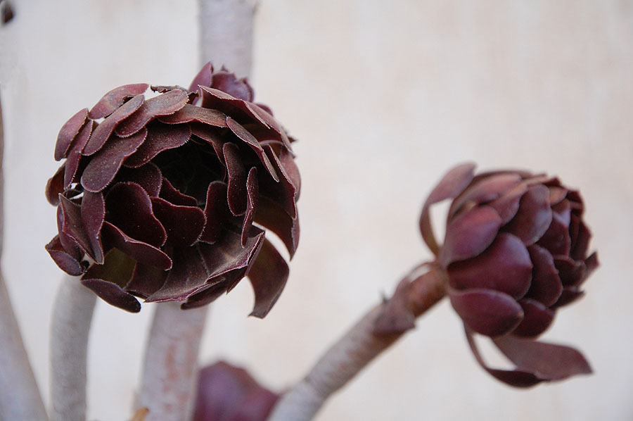 Blüte