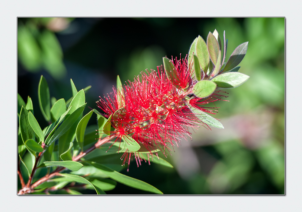 Blüte