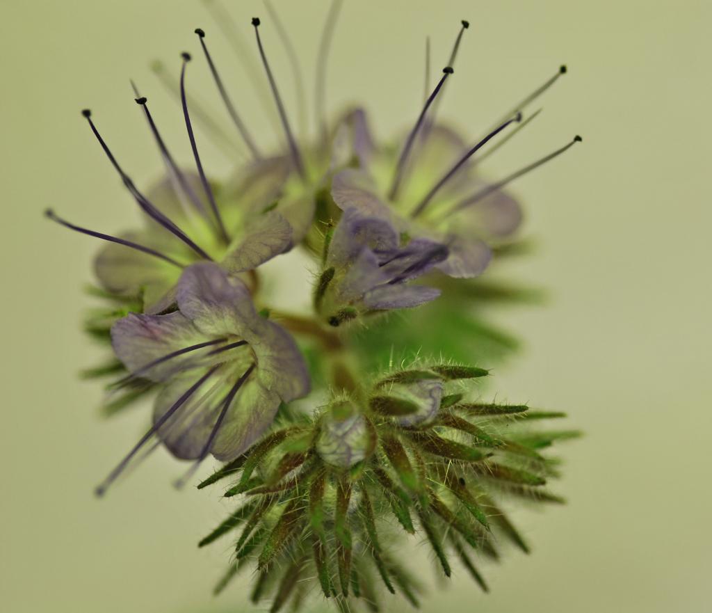 Blüte