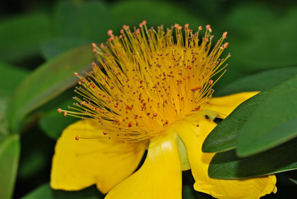 Blüte