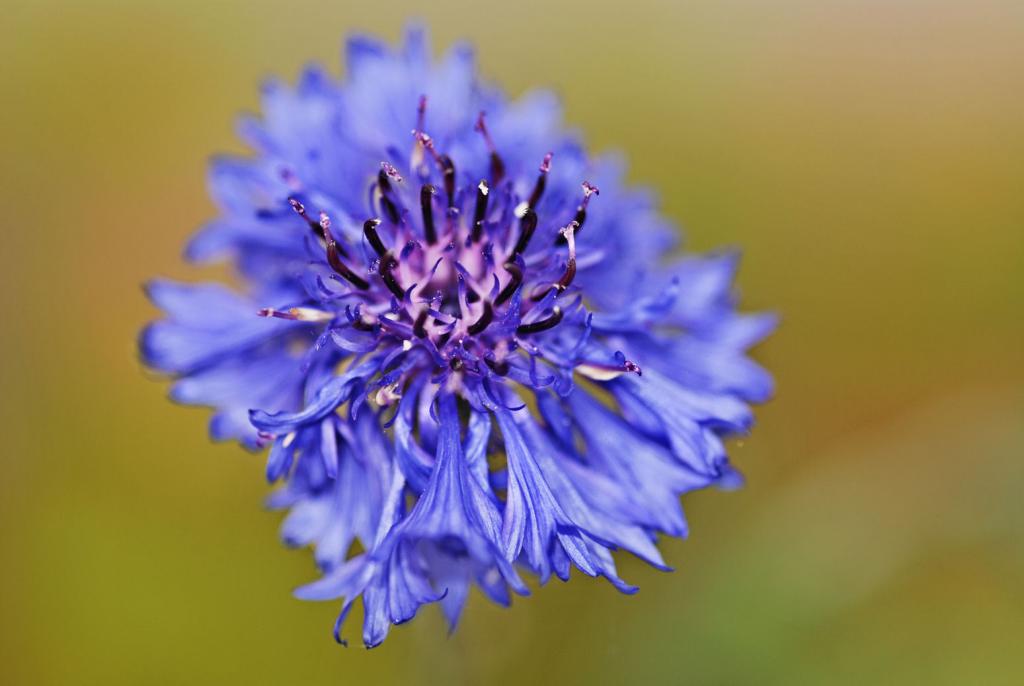 Blüte