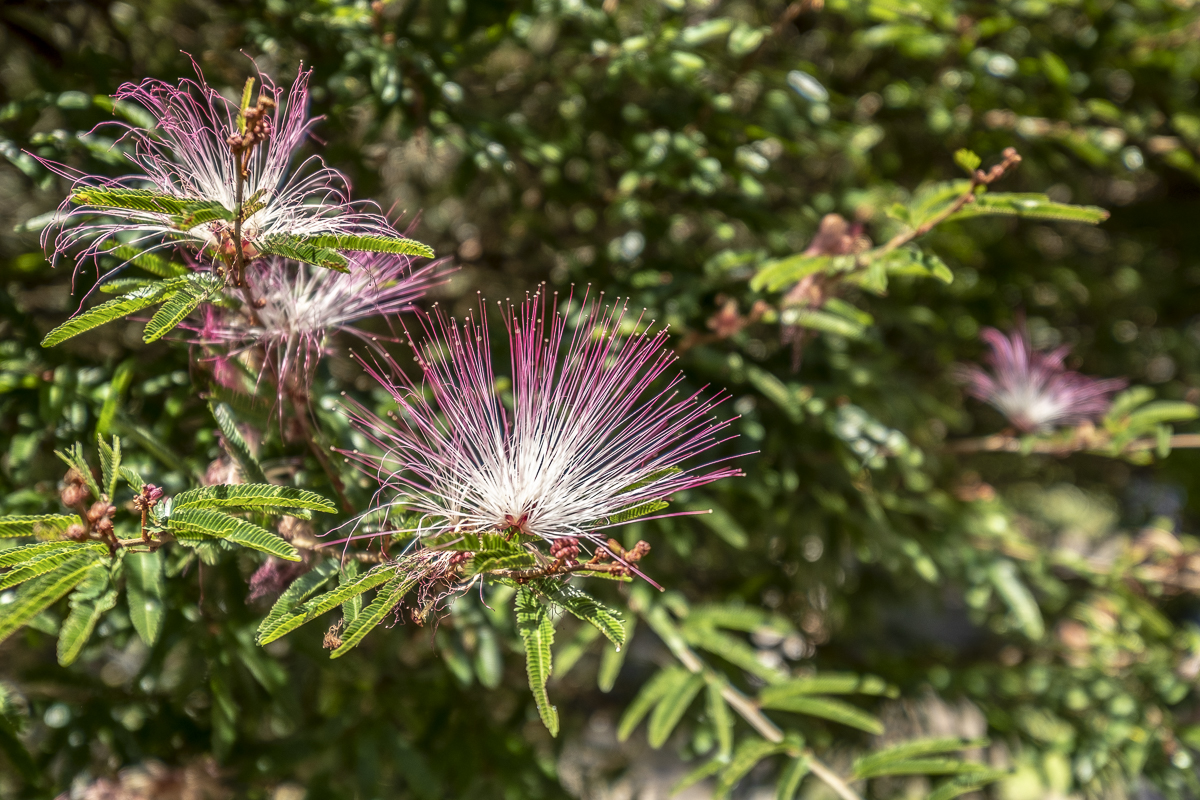 Blüte