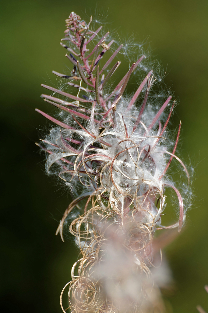 Blüte