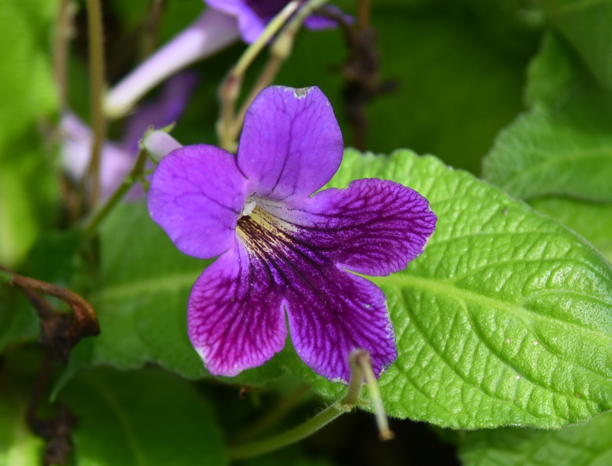 Blüte