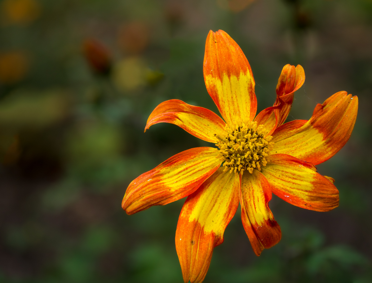 Blüte