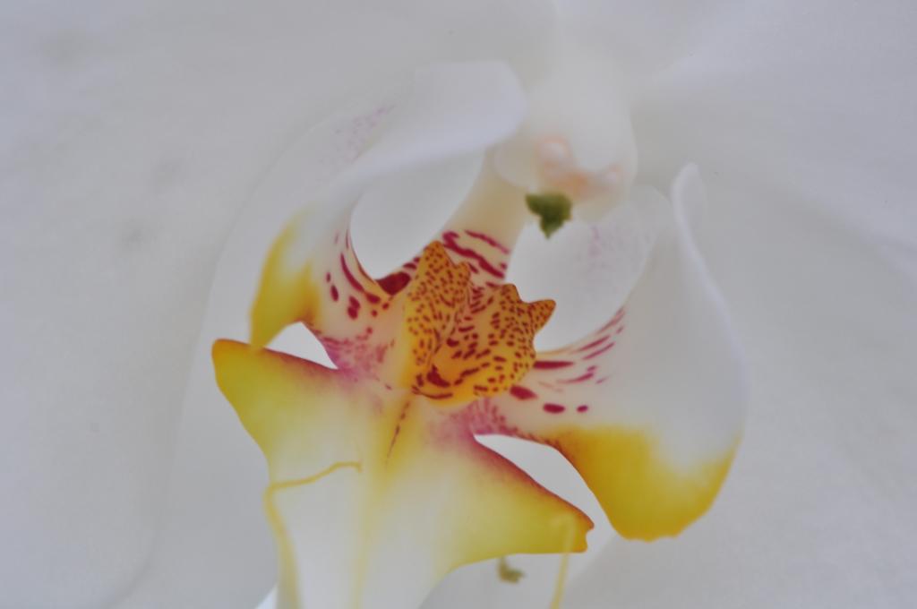 Blüte
