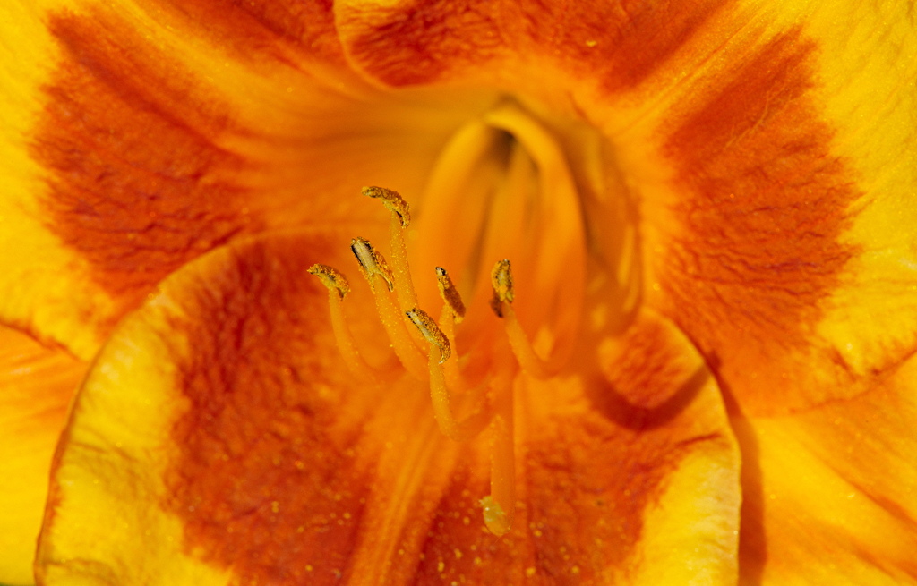 Blüte