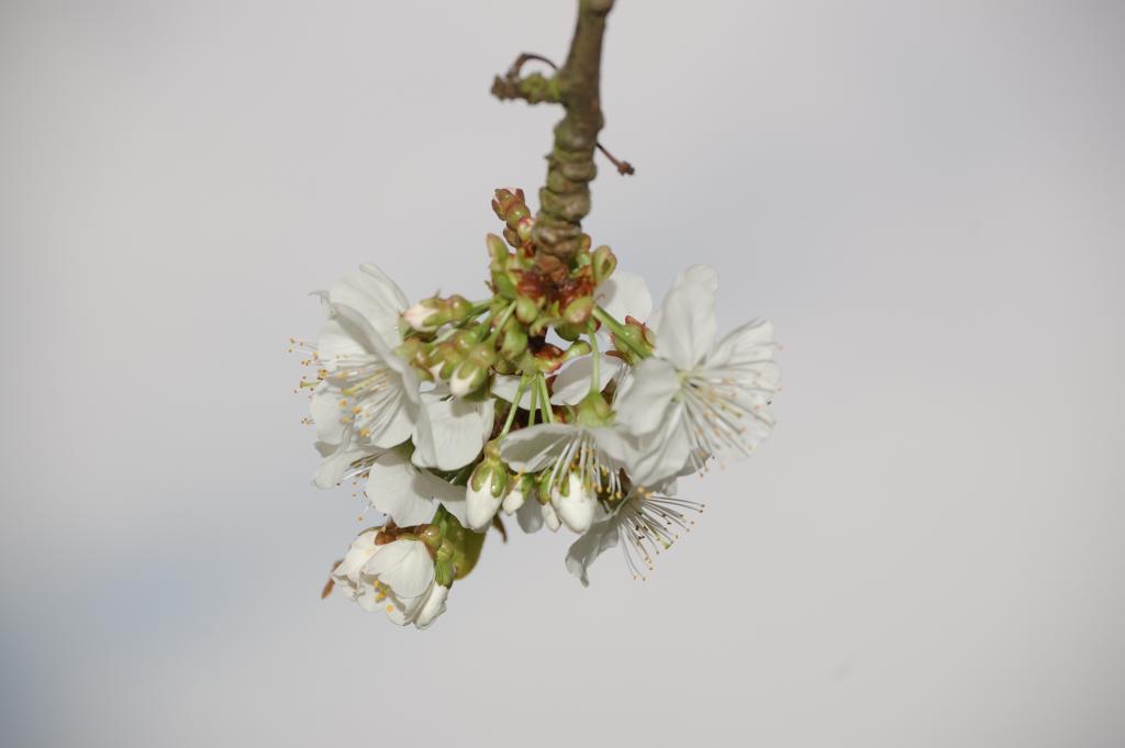 Blüte