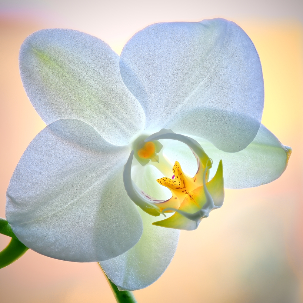 Blüte1.jpg
