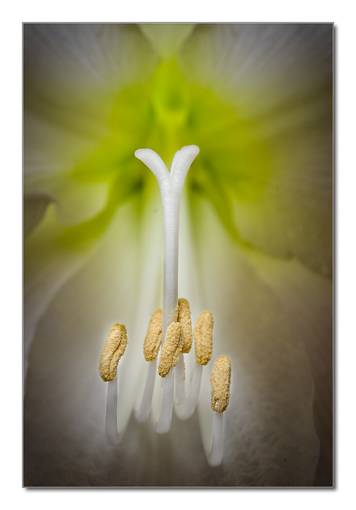 Blüte1