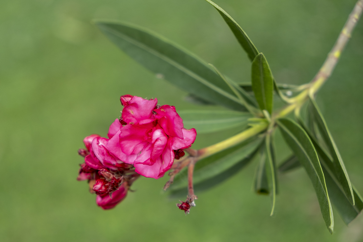 Blüte1
