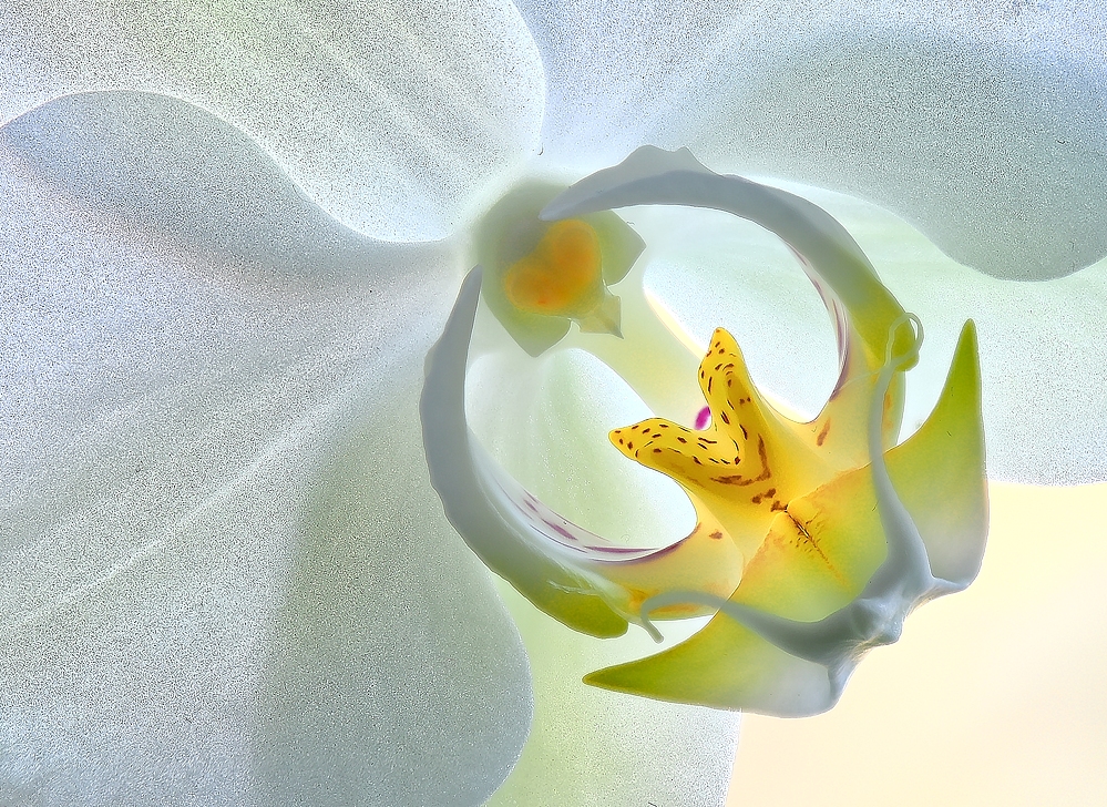 Blüte2.jpg