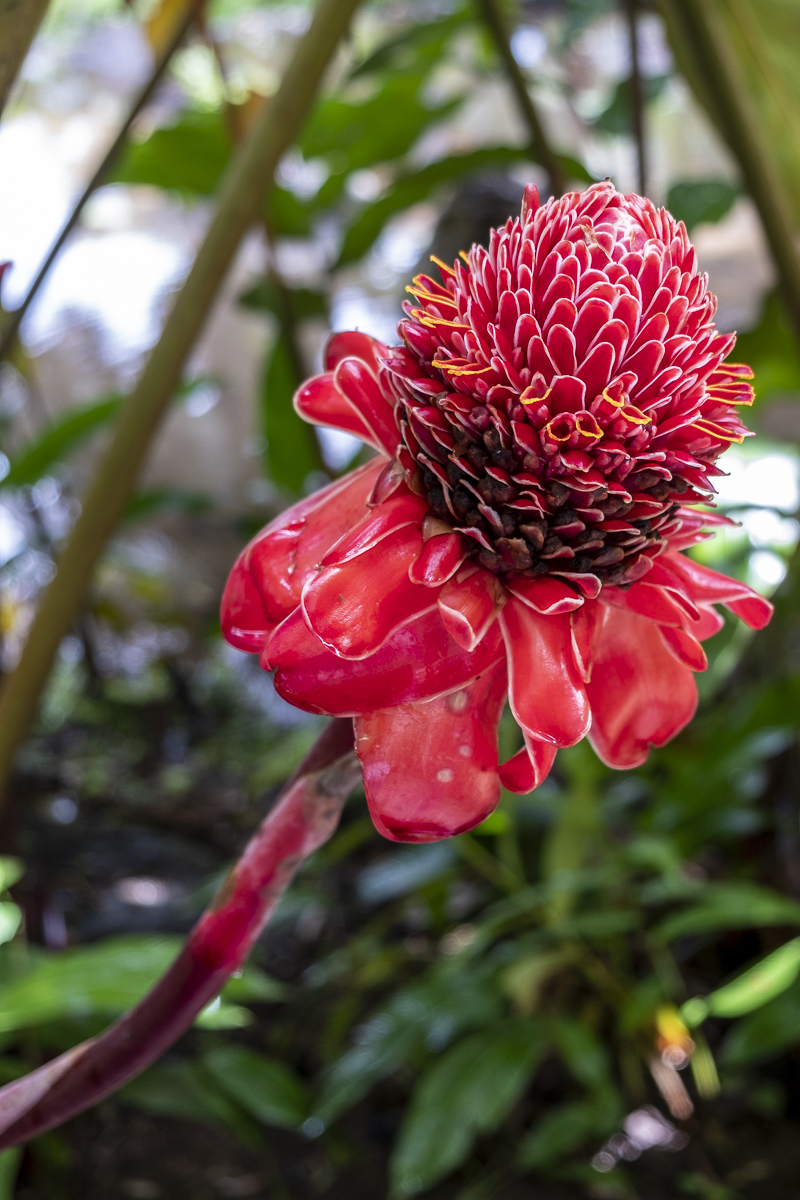 Blüte2 Tahiti.jpg