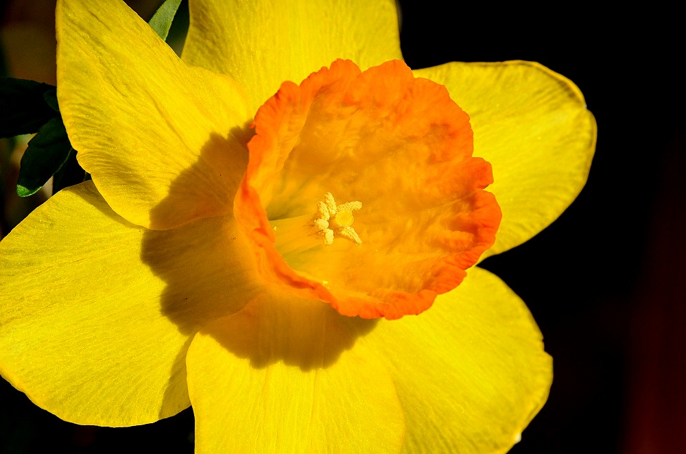 Blüte26