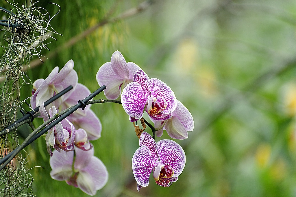 Blüten 10