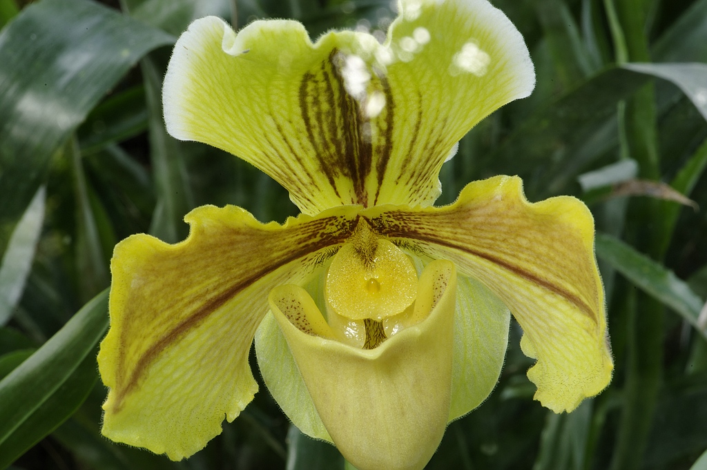 Blüten 13