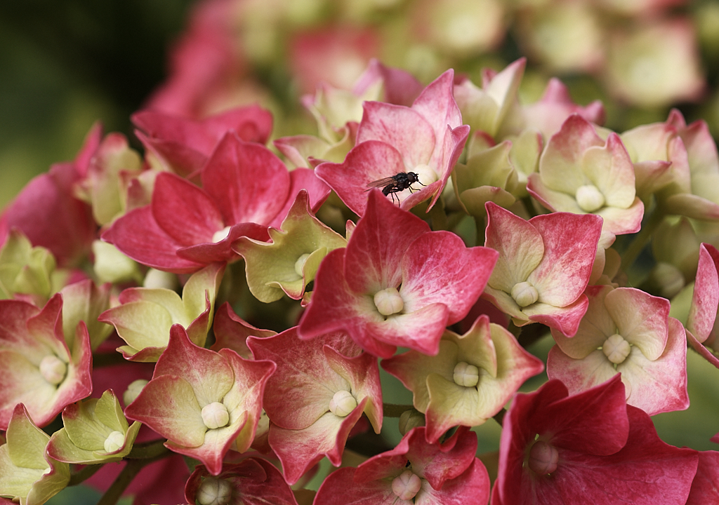 Blüten 149.jpg
