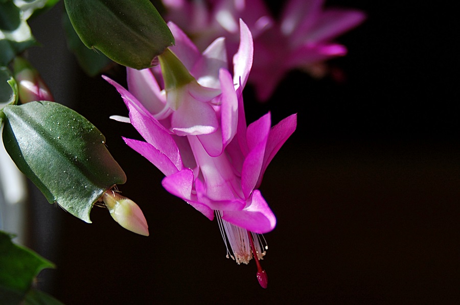 Blüten 2 005