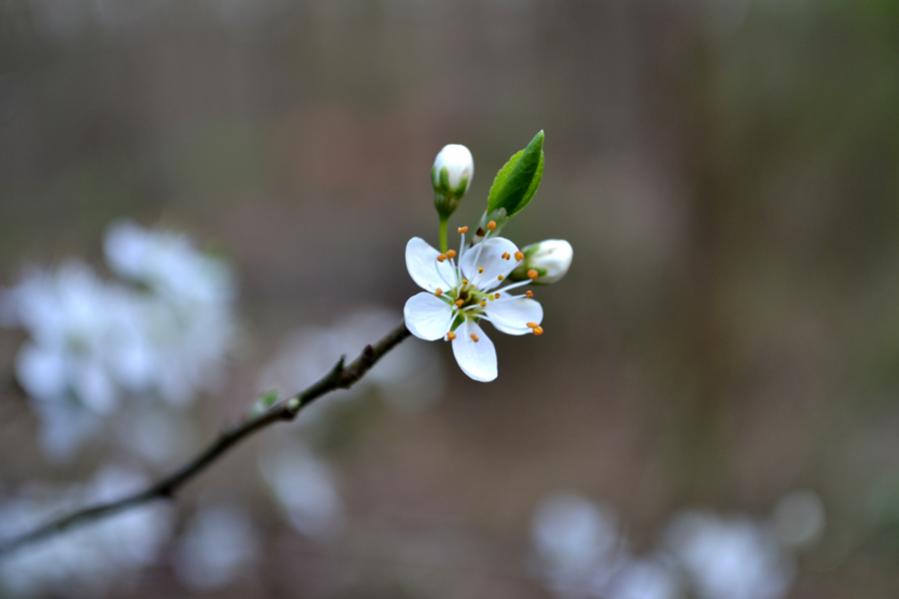 blüten 2