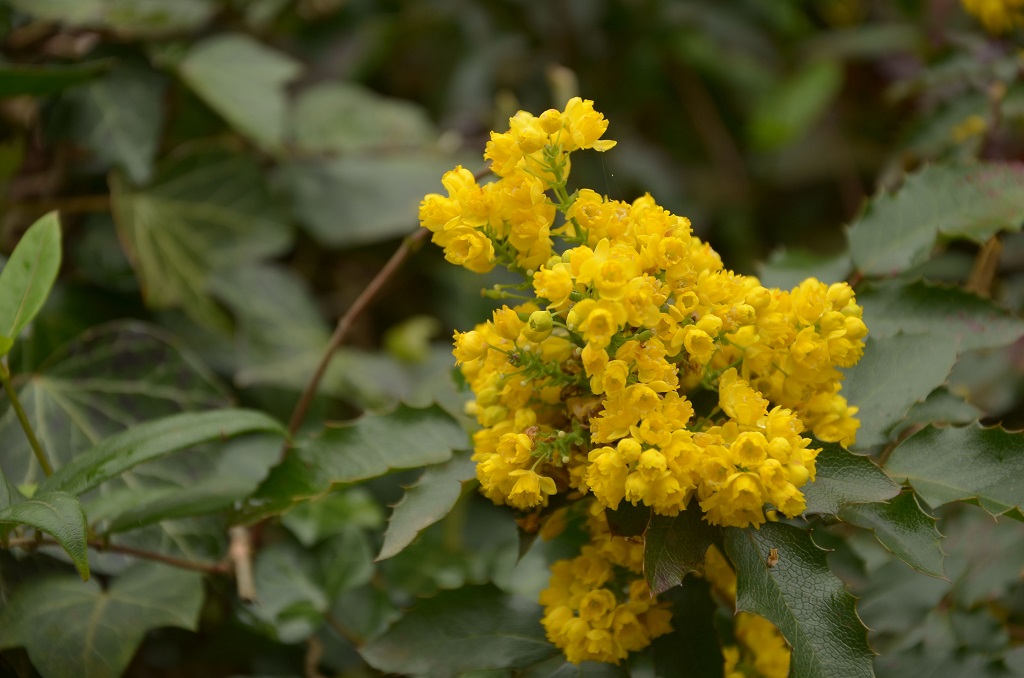 Blüten 4