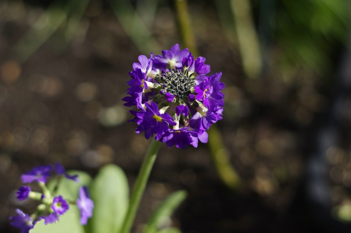 Blüten gefunden.jpg