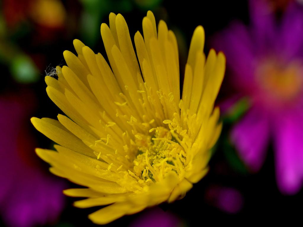 Blüten gelb