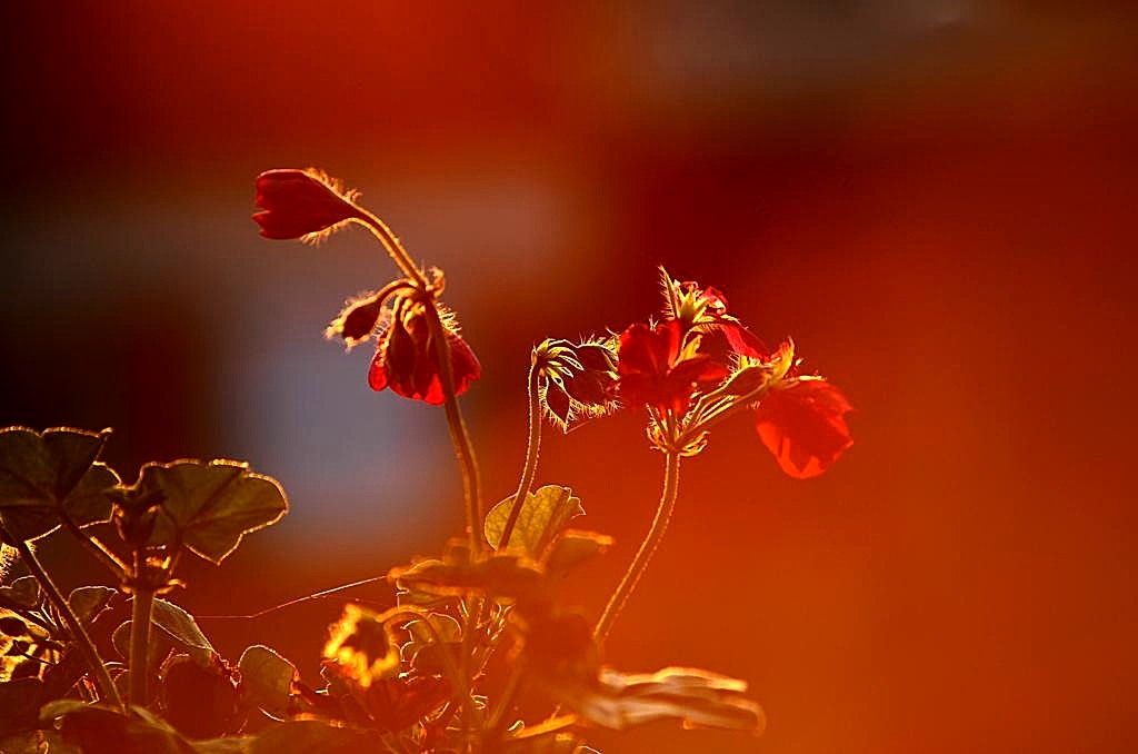 Blüten im Gegenlicht