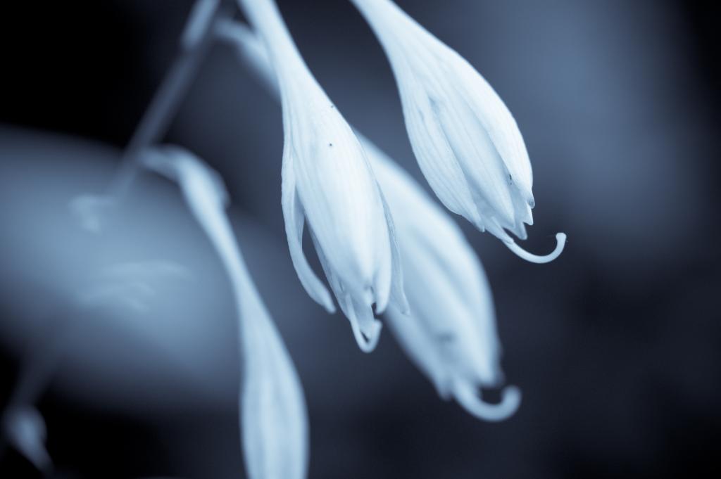 Blüten in B/W